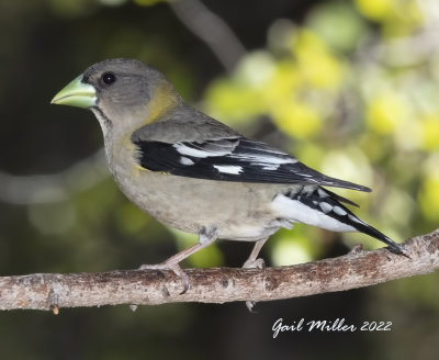 Evening Grosbeak, female. 