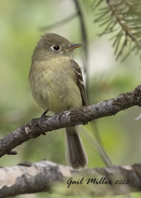 Cordilleran Flycatcher 