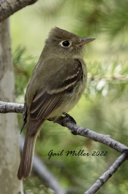 Cordilleran Flycatcher 