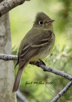 Cordilleran Flycatcher 