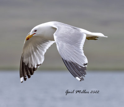 California Gull
11 Mile Reservoir Lake George, CO