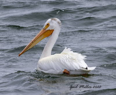 American White Pelican 
11 Mile Reservoir Lake George, CO 