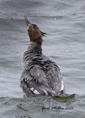 Red-breasted Merganser
11 Mile Reservoir Lake George, CO 