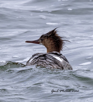 Red-breasted Merganser
11 Mile Reservoir Lake George, CO 