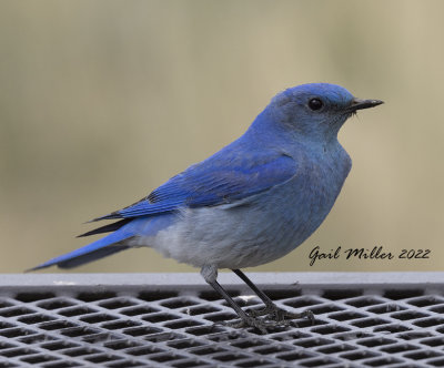 Mountain Bluebird, male
11 Mile Reservoir Lake George, CO 