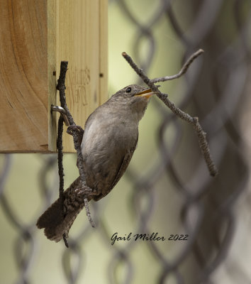 House Wren 