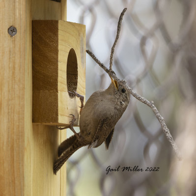 House Wren 