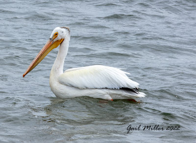 American White Pelican 
11 Mile Reservoir Lake George, CO 