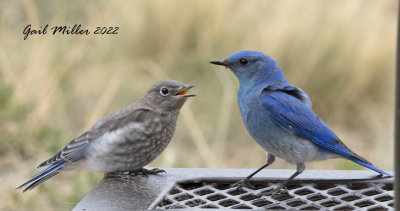 Mountain Bluebird, juvenile and male
11 Mile Reservoir, Lake George, CO