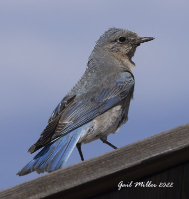 Mountain Bluebird, female
11 Mile Reservoir, Lake George, CO