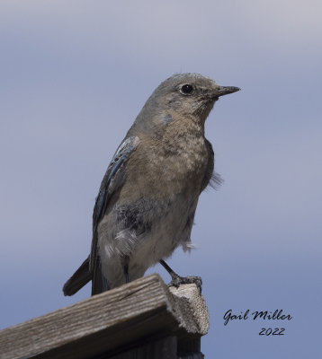 Mountain Bluebird, female
11 Mile Reservoir, Lake George, CO