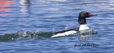 Common Merganser 
11 Mile Reservoir Lake George, CO 