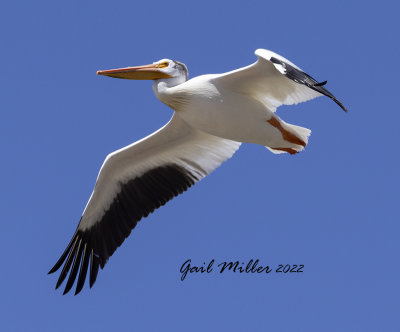 American White Pelican 
11 Mile Reservoir Lake George, CO 