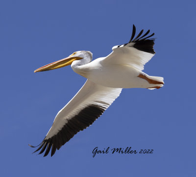 American White Pelican 
11 Mile Reservoir Lake George, CO 