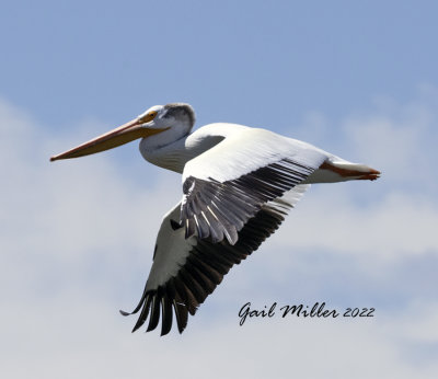 American White Pelican 
11 Mile Reservoir Lake George, CO 