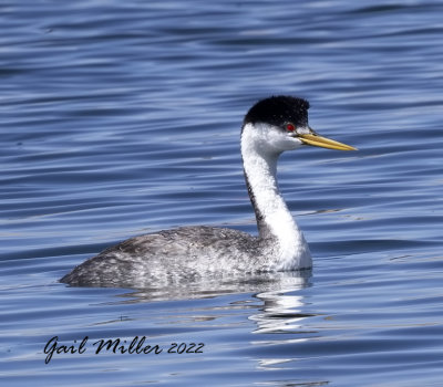 Western Grebe
11 Mile Reservoir Lake George, CO 