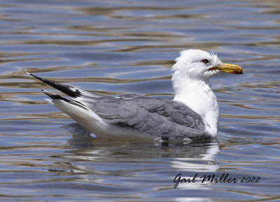 California Gull
11 Mile Reservoir Lake George, CO