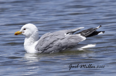 California Gull
11 Mile Reservoir Lake George, CO