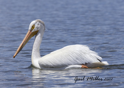 American White Pelican
11 Mile Reservoir Lake George, CO
