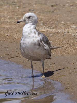 Ring-billed Gull
11 Mile Reservoir, Lake George, CO