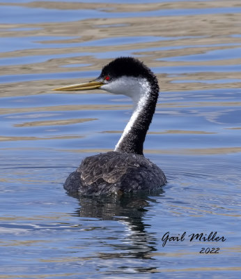 Western Grebe
11 Mile Reservoir Lake George, CO 