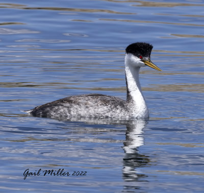 Western Grebe
11 Mile Reservoir Lake George, CO 