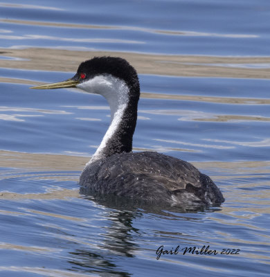 Western Grebe
11 Mile Reservoir Lake George, CO 