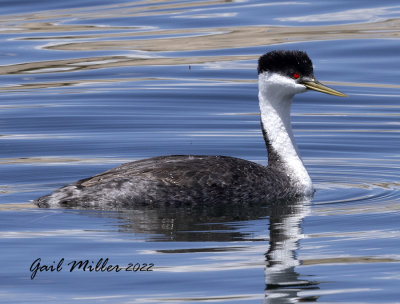 Western Grebe
11 Mile Reservoir Lake George, CO 