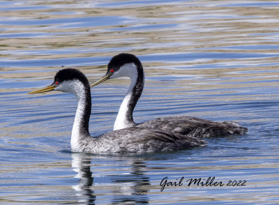 Western Grebe
11 Mile Reservoir Lake George, CO 