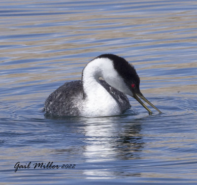 Western Grebe
11 Mile Reservoir Lake George, CO 