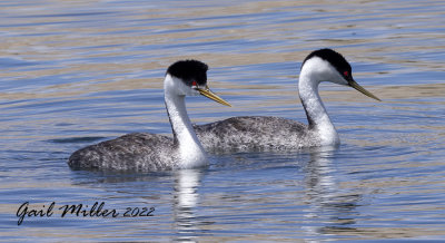 Western Grebe
11 Mile Reservoir Lake George, CO 