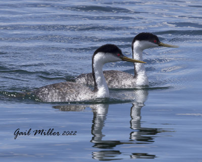 Western Grebe
11 Mile Reservoir Lake George, CO 