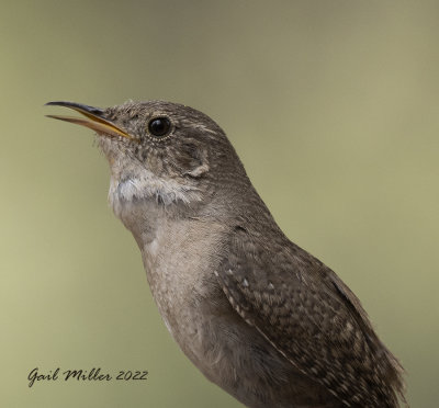 House Wren 