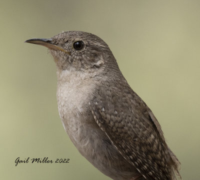 House Wren 