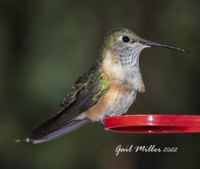 Broad-tailed Hummingbird, female.