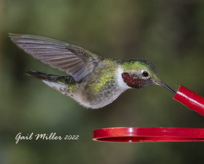 Broad-tailed Hummingbird, male. 