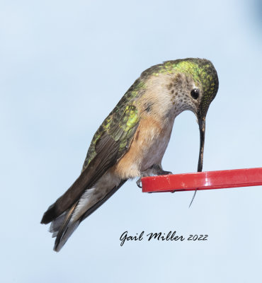 Broad-tailed Hummingbird, female. 