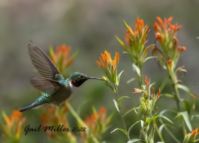 Broad-tailed Hummingbird, male. 