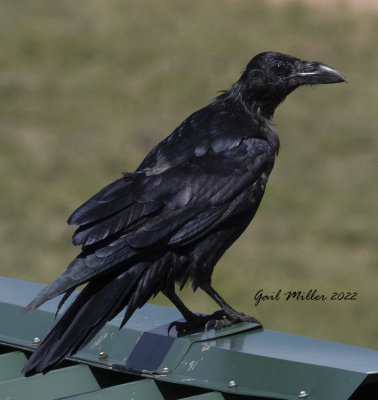 Common Raven 
Photo taken near the Post Office in Divide, CO