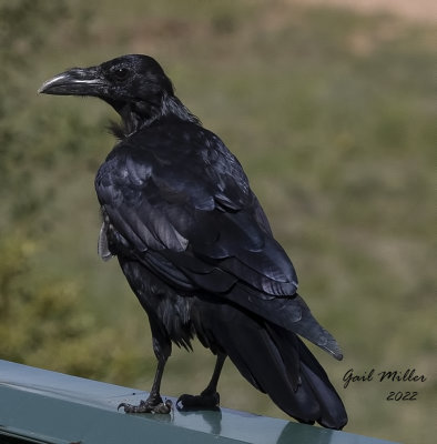 Common Raven
Photo taken near the Post Office in Divide, CO