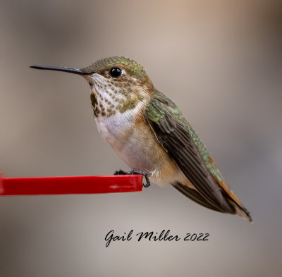 Rufous Hummingbird 