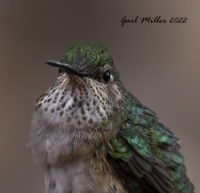 Broad-tailed Hummingbird,female. 