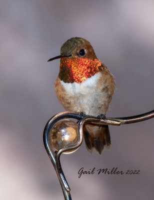 Rufous Hummingbird, male. 