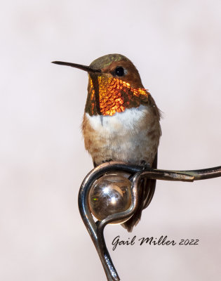 Rufous Hummingbird, male. 