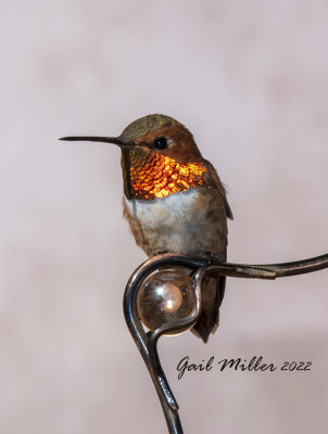 Rufous Hummingbird, male. 