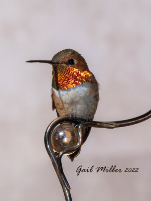 Rufous Hummingbird, male. 