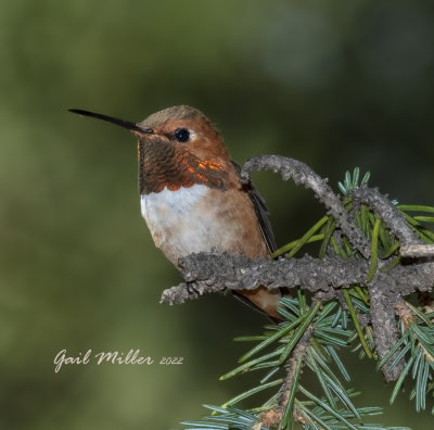 Rufous Hummingbird, male. 