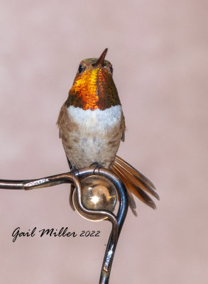 Rufous Hummingbird, male. 