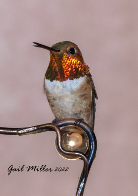 Rufous Hummingbird, male. 