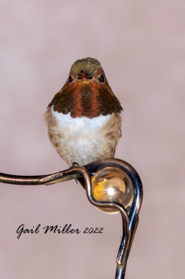 Rufous Hummingbird, male. 